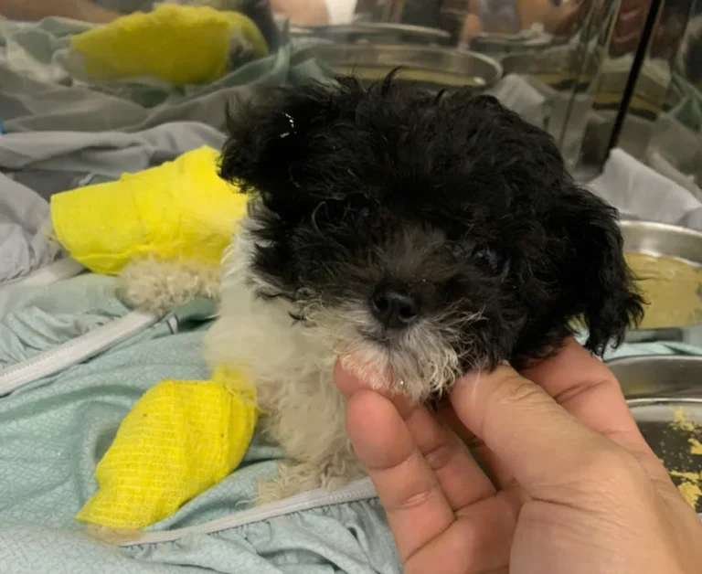 Bé Bò Sữa – Bị gãy chân sau phải, đã bó bột và bổ sung Canxi.