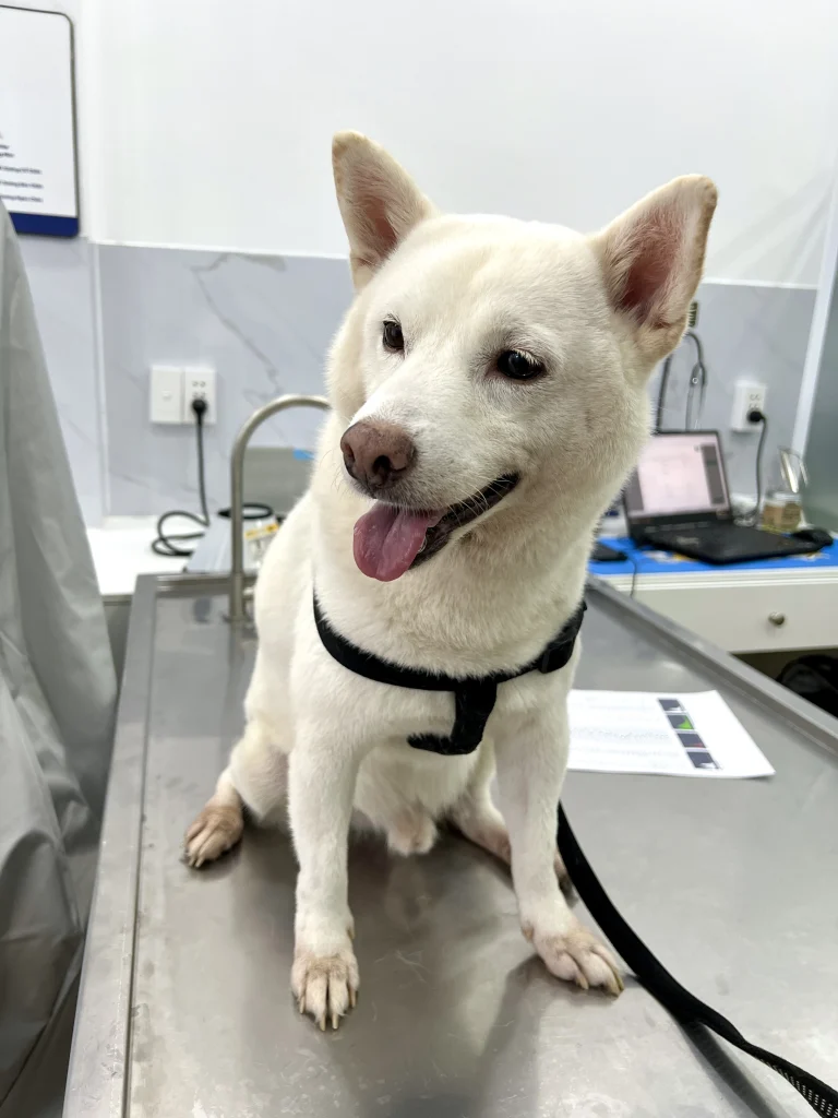 Bé Jim – Bị viêm da mạn tính & dư đạm.