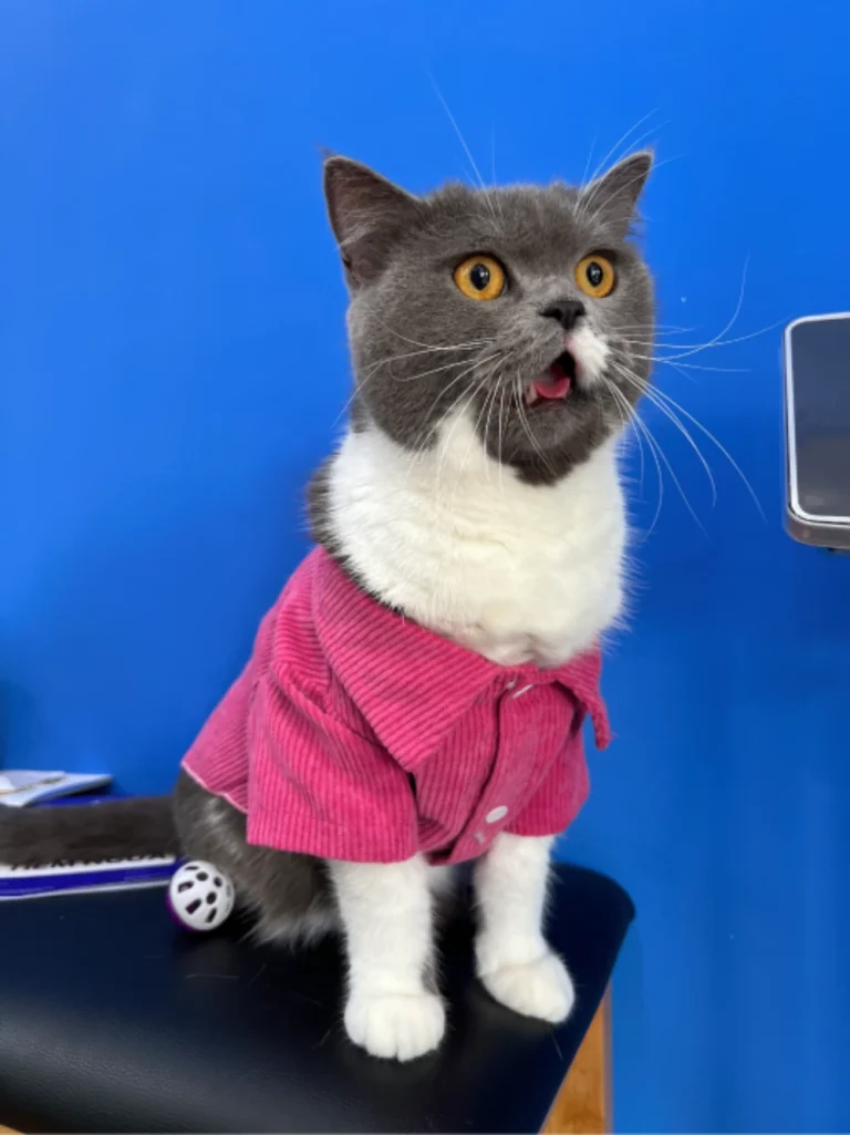 Bé Mây – Chủ động phòng bệnh với lịch tiêm ngừa định kỳ