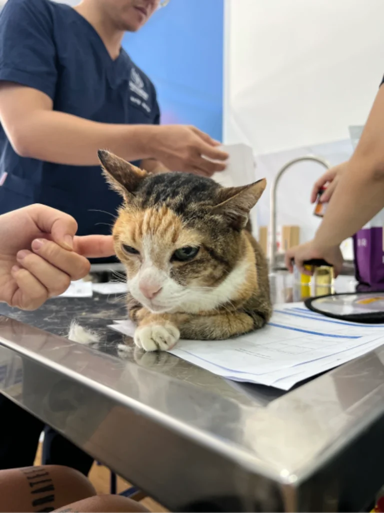 Bé Mèo 10 tuổi – Bị co giật do chức năng gan thận kém, Ure máu tăng cao gây ngộ độc và biến chứng thần kinh.